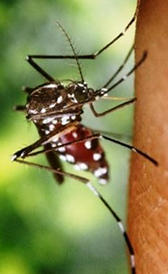 Imagen do dengue
